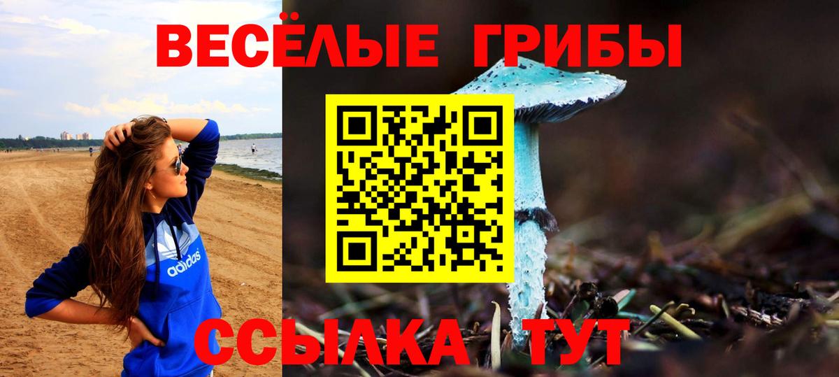 Псилоцибиновые грибы Psilocybe Новокузнецк